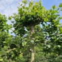 Platanus hispanica - 1