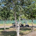 Betula utilis 'Doorenbos' - 2