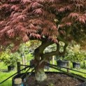 Acer palmatum 'Dragon's fire' - Foto 2