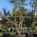 Quercus Suber - Foto 3