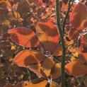 Fagus sylvatica 'Atropunicea' - 1