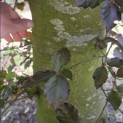 Fagus sylvatica 'Atropunicea' - Foto 9