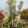 Quercus Suber - 3