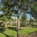 Taxus baccata dovastoniana 'Aurea Pendula' - 2