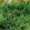 Pinus sylvestris 'Watereri' - Foto 2