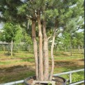Pinus sylvestris - Foto 1