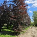 Fagus sylvatica 'Atropunicea' - juni 2024