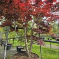 Acer palmatum 'Bloodgood' - Foto 3