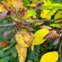 Carpinus betulus