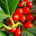 Ilex Nellie Stevens - Foto 1