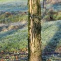 Acer campestre - Foto 2