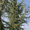 Cedrus libani - 4