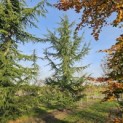 Cedrus libani - november 2025