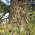 Cedrus libani - 3