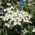 Cornus kousa Chinensis - 6