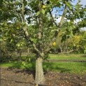Carpinus Betulus - 3
