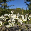 Cornus Florida 'Rainbow' - 1