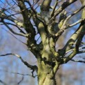 Carpinus betulus - Foto 2