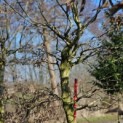 Carpinus betulus - Foto 1