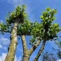 Platanus x Hispanica - 5