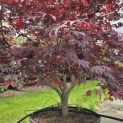 Acer palmatum 'Fireglow' - 3