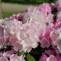 Rhododendron Yakushimanum 'Silberwolke' - Foto 1