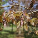 Fagus sylvatica Atropunicea - 2