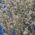 Prunus Umineko - Foto 3