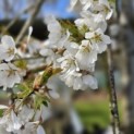 Prunus subhirtella 'Pendula' - 2