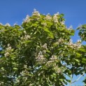Catalpa erubescens 'Purpurea' - Foto 3