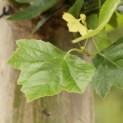 Platanus x hispanica