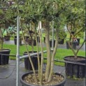 Quercus ilex - 7