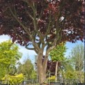 Acer palmatum 'Bloodgood' - Foto 8