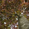Fagus sylvatica 'Atropunicea' - 3