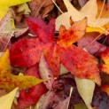 Liquidambar Styraciflua - 1