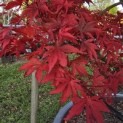 Acer palmatum 'Red Emperor' - 5