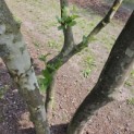 Platanus x Hispanica - 5