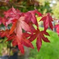 #529 Acer palmatum Mehrstämmiger Japanischer Ahorn