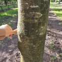 Fagus sylvatica 'Atropunicea' - Foto 2