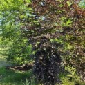 Fagus sylvatica 'Atropunicea' - Foto 1