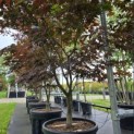 Acer palmatum 'Bloodgood' - Foto 2