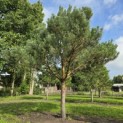 Pinus sylvestris - 10
