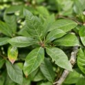 Nyssa sylvatica - Foto 3