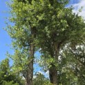 Quercus Suber - 4