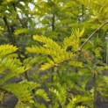 Gleditsia triacanthos ‘Sunburst' - Foto 1