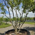 Cornus kousa 'Milky Way' - Foto 3