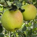 Malus domestica 'Notarisappel' - impressie half rijpe appel