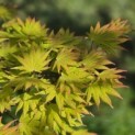 Acer shirasawanum 'Autumn Moon' - 1