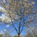 Amelanchier lamarckii - 4