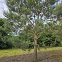 Pinus sylvestris - Foto 1